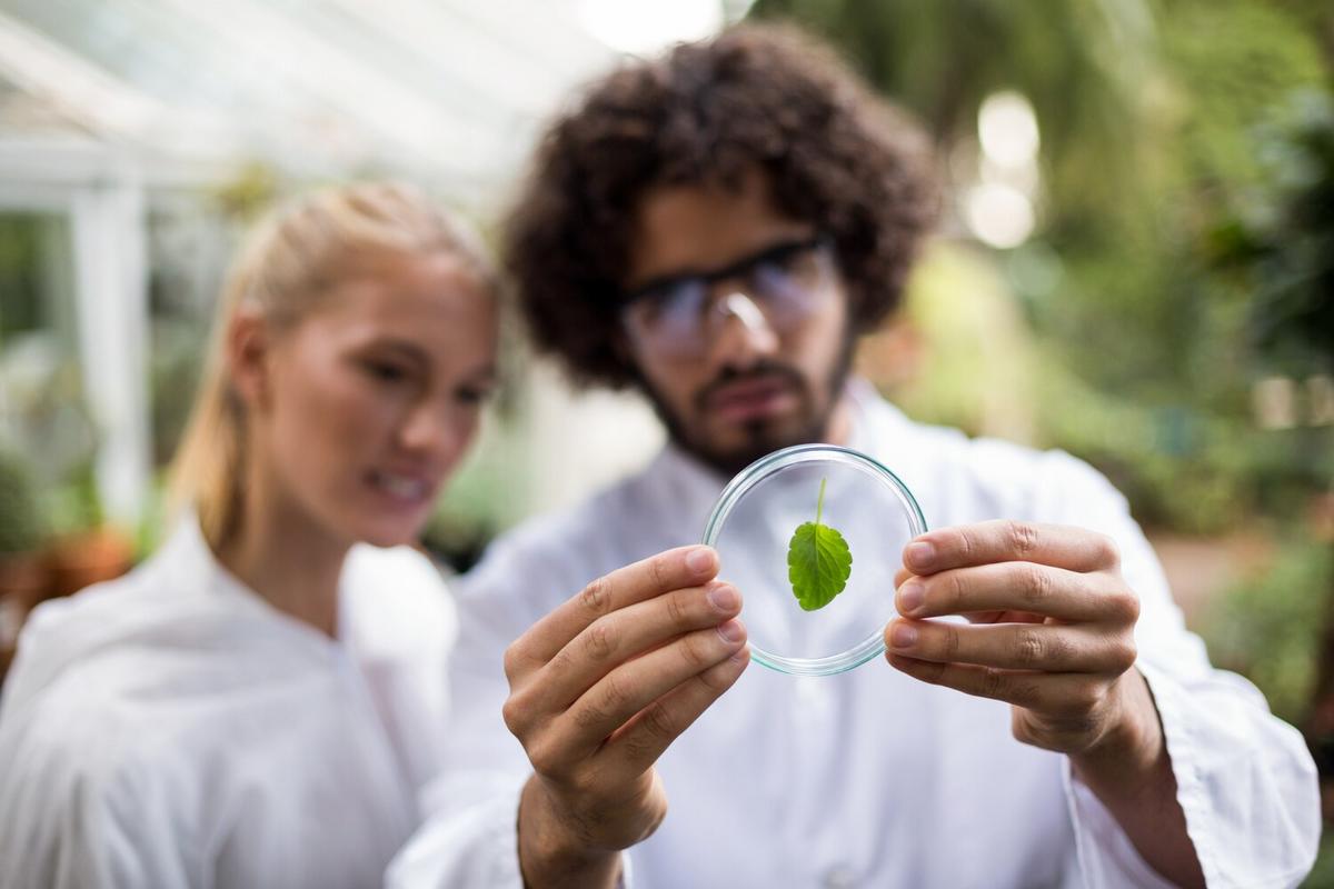 Exploring Alternative Protein Sources: From Insects to Lab-Grown Meat